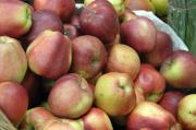 Kliknij, aby zobaczyc zdjecie w pelnych rozmiarach