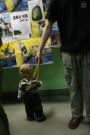 Kliknij, aby zobaczyc zdjecie w pelnych rozmiarach